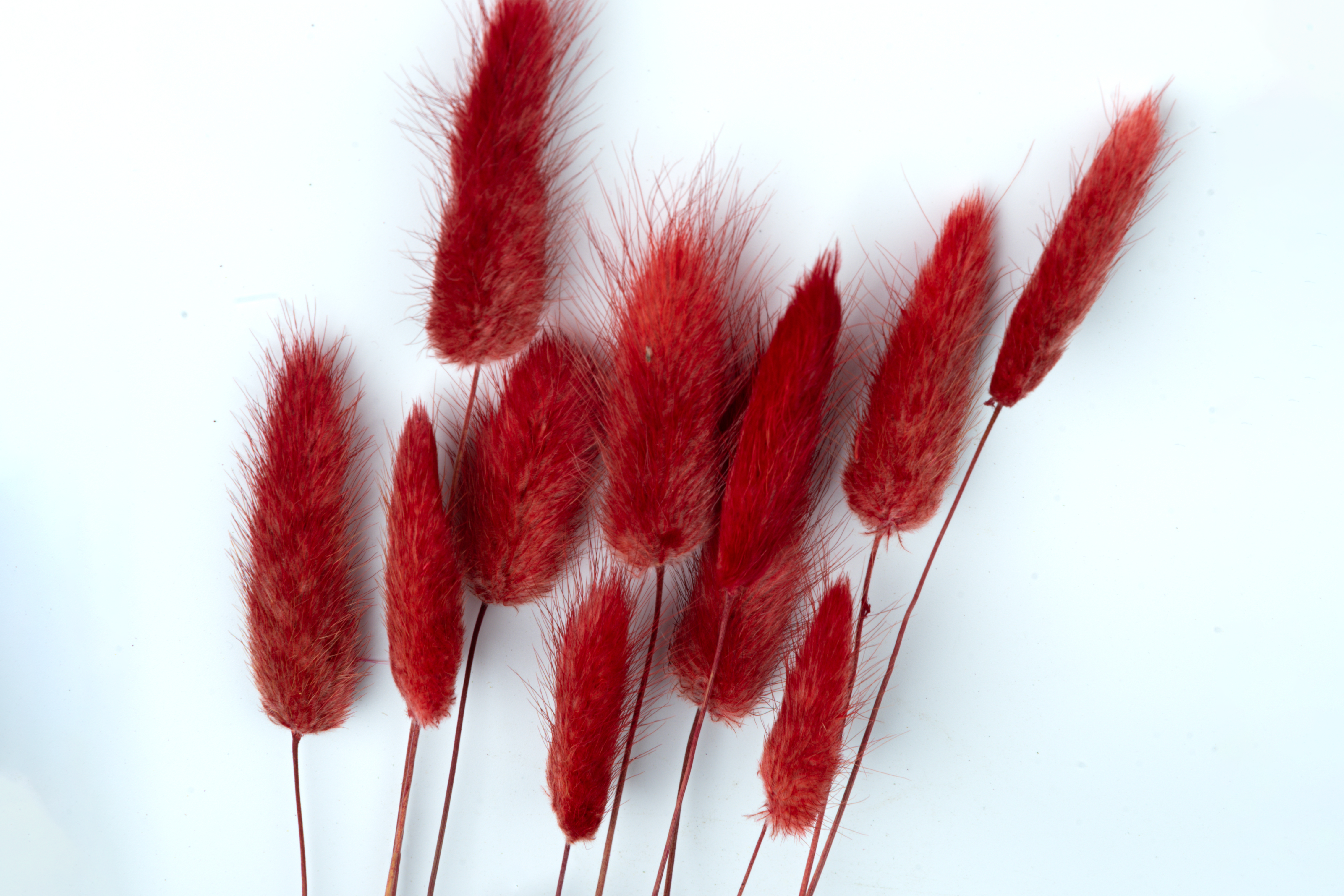 The Timeless Beauty of Dried Botanicals