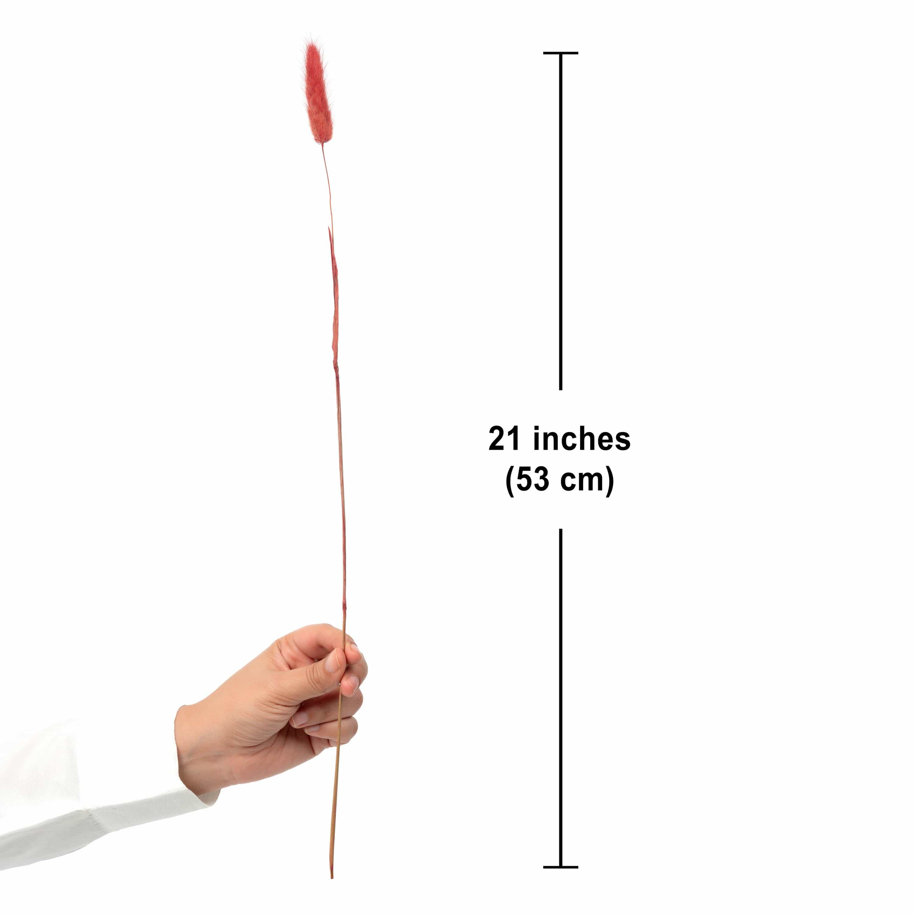 Decor Natural Dried Bunnytail/Lagarus – 10 Stems (Red) artmansha