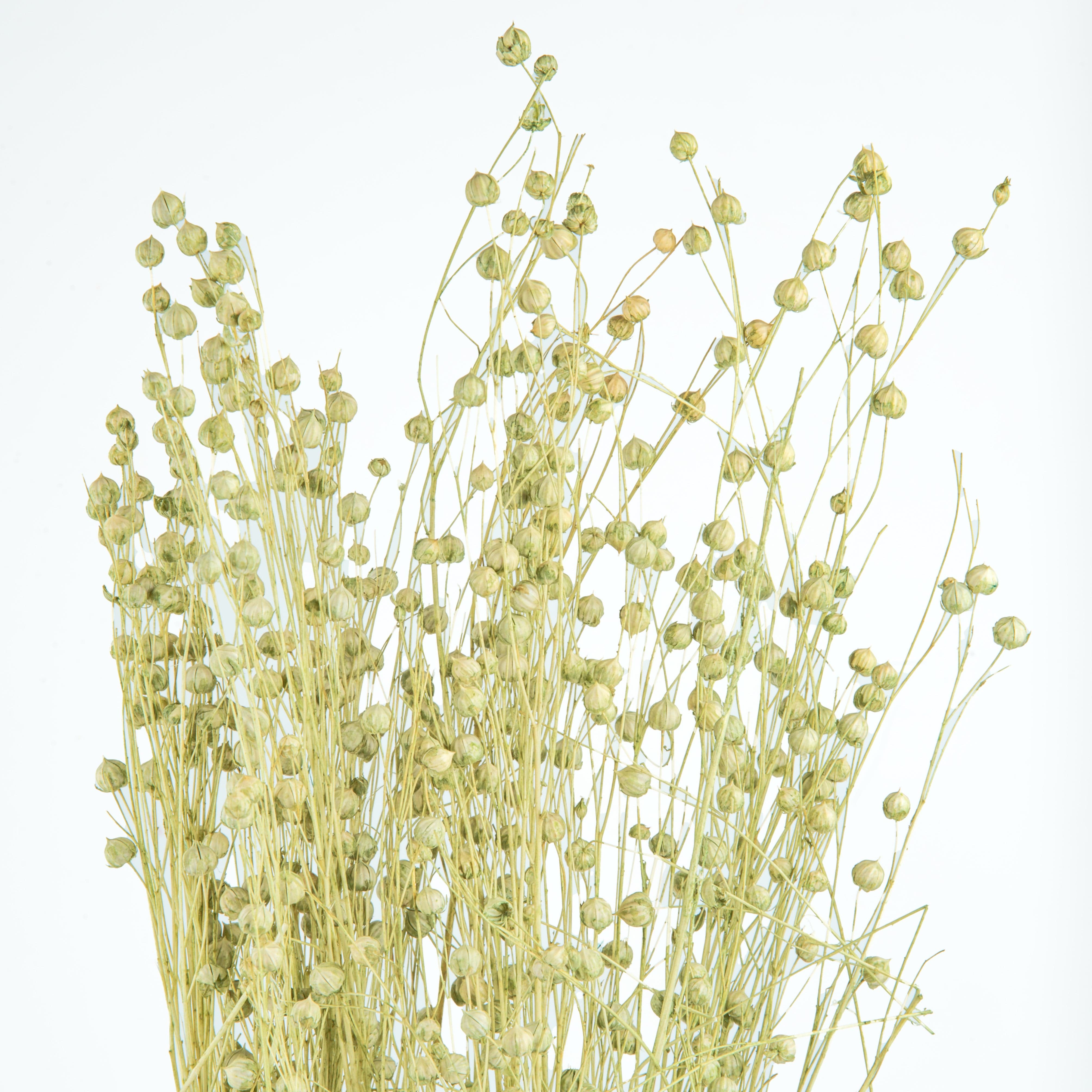 Decor Natural Dried Tishi Grass 50 grams Bundle (Vase Filler for Home Décor)-Green artmansha