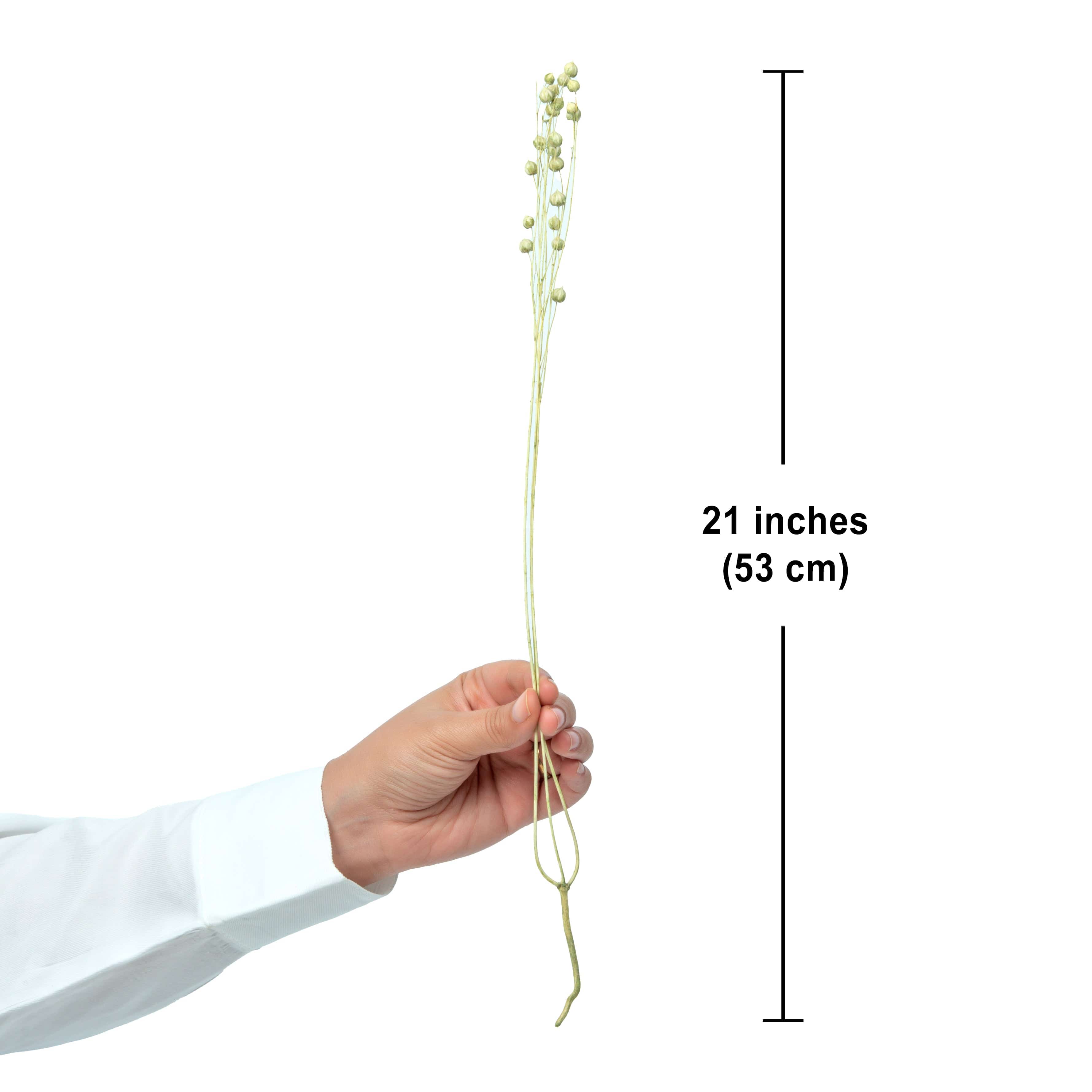 Decor Natural Dried Tishi Grass 50 grams Bundle (Vase Filler for Home Décor)-Green artmansha