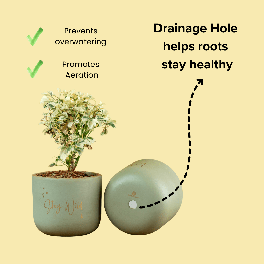 Pots & Planters 'Stay Wild' Terracotta Planter artmansha
