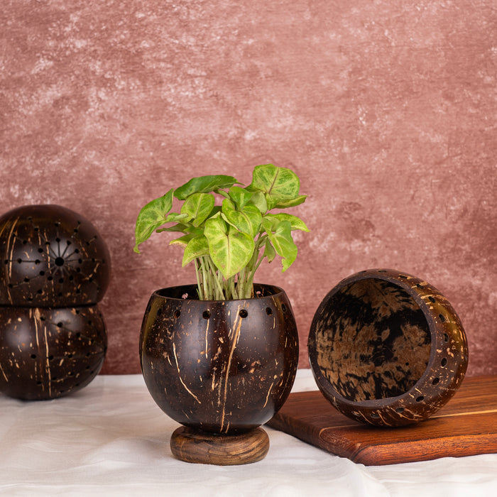 'Coco' Coconut Shell Planter with Wooden Base