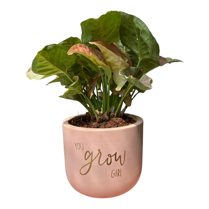 'You Grow Girl' Terracotta Planter