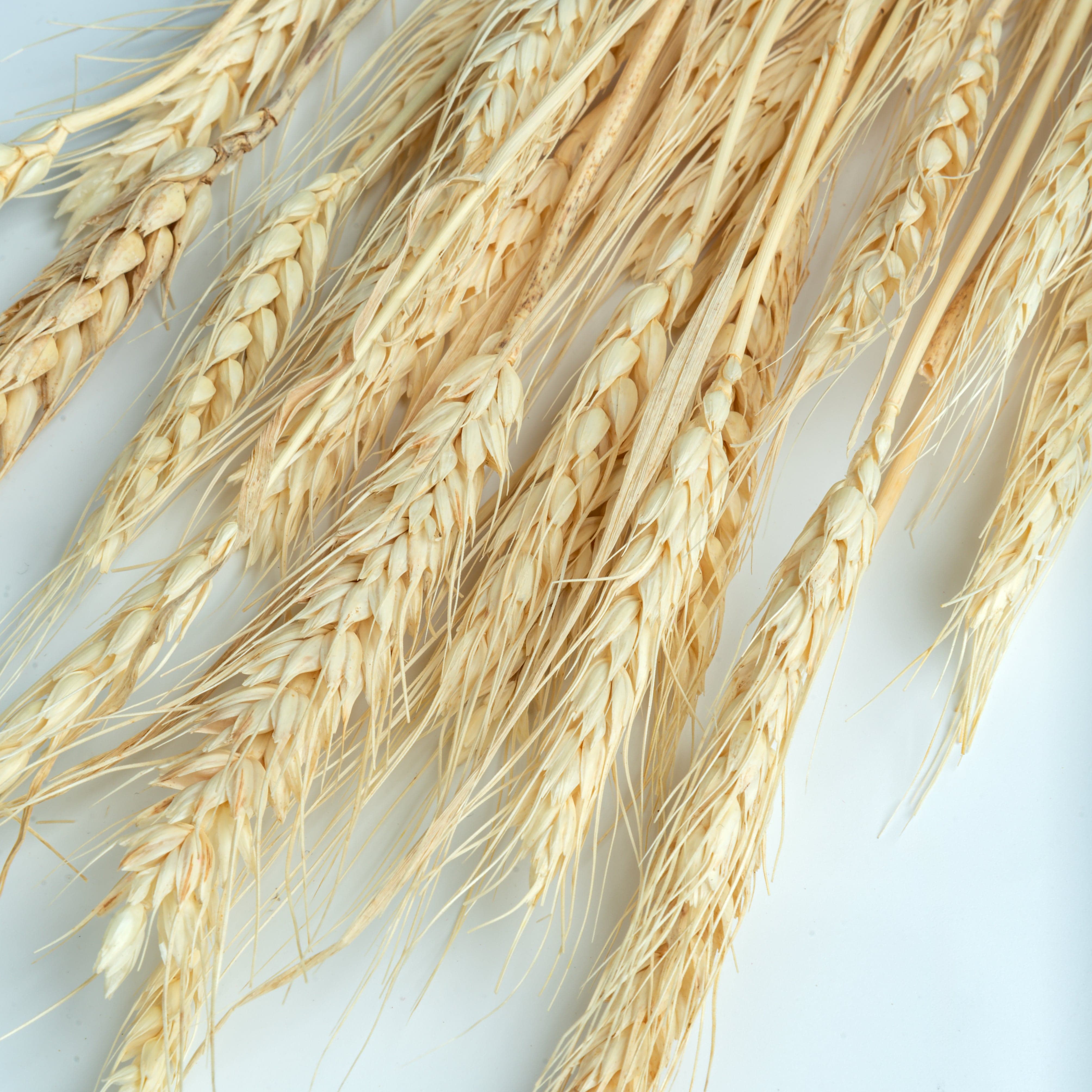 Decor Natural Dried Wheat Grass – 50g Pack (Vase Filler for Home Décor)-Cream artmansha