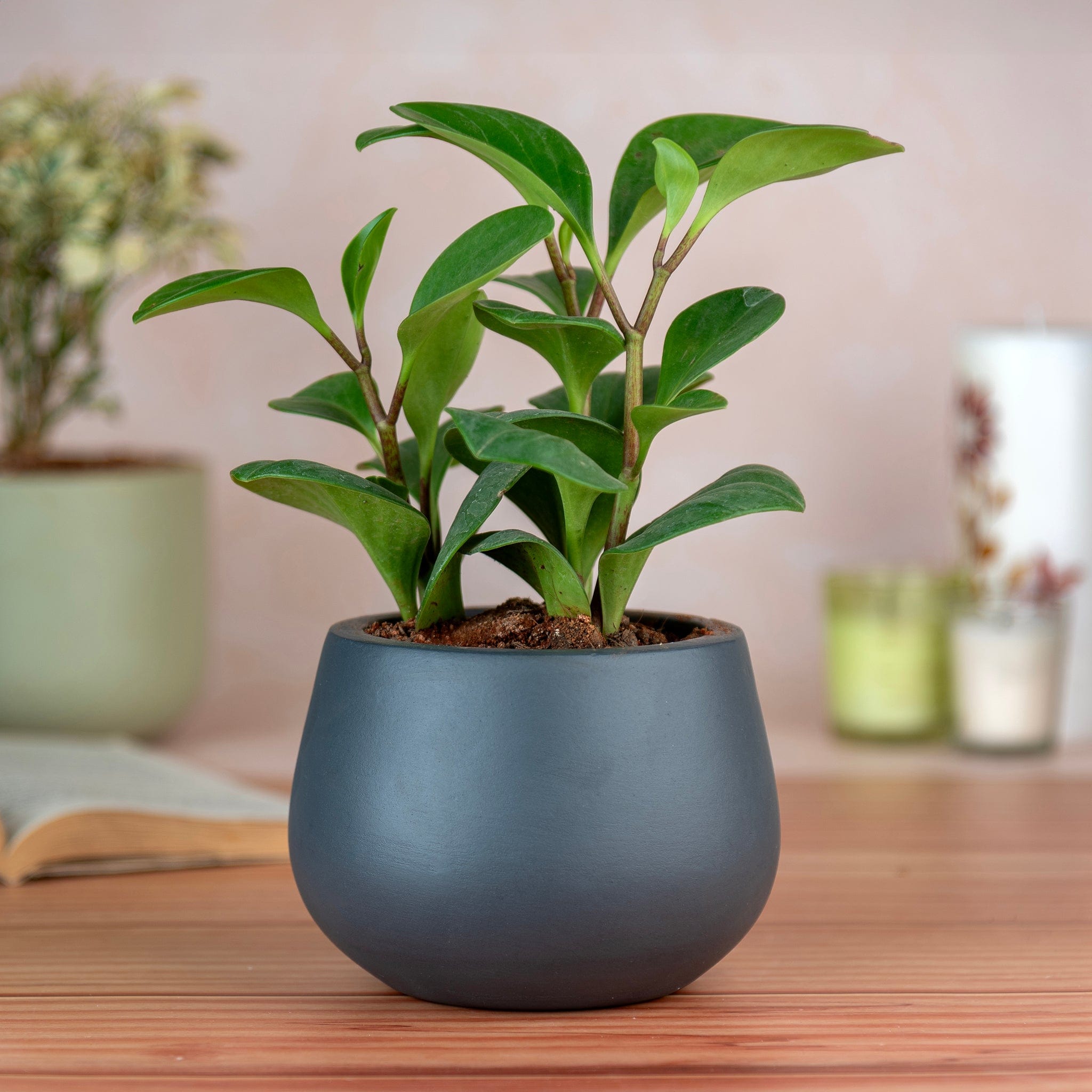 Pots & Planters Artmansha 'Minimal' Grey Terracotta Planter artmansha