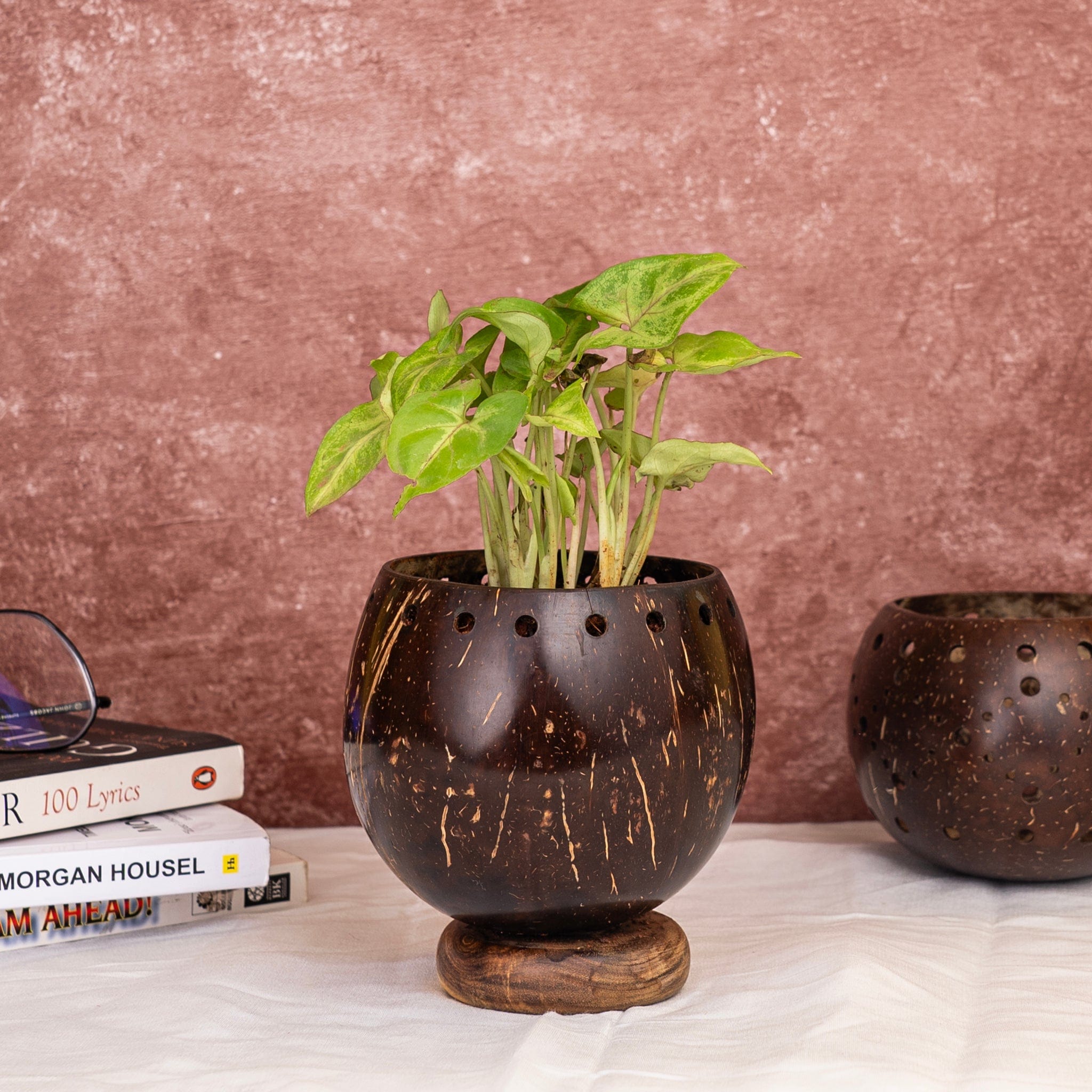 Pots & Planters 'Coco' Coconut Shell Planter with Wooden Base artmansha