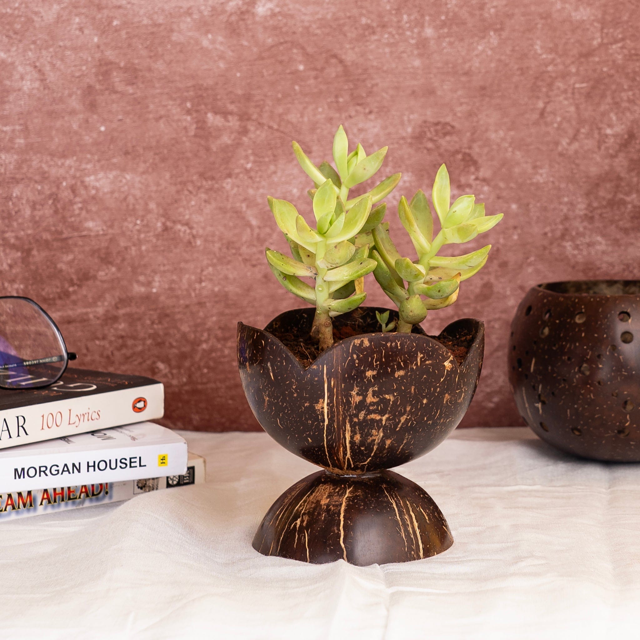 Pots & Planters 'Coco' Coconut Shell Tiny Succulent Pot artmansha