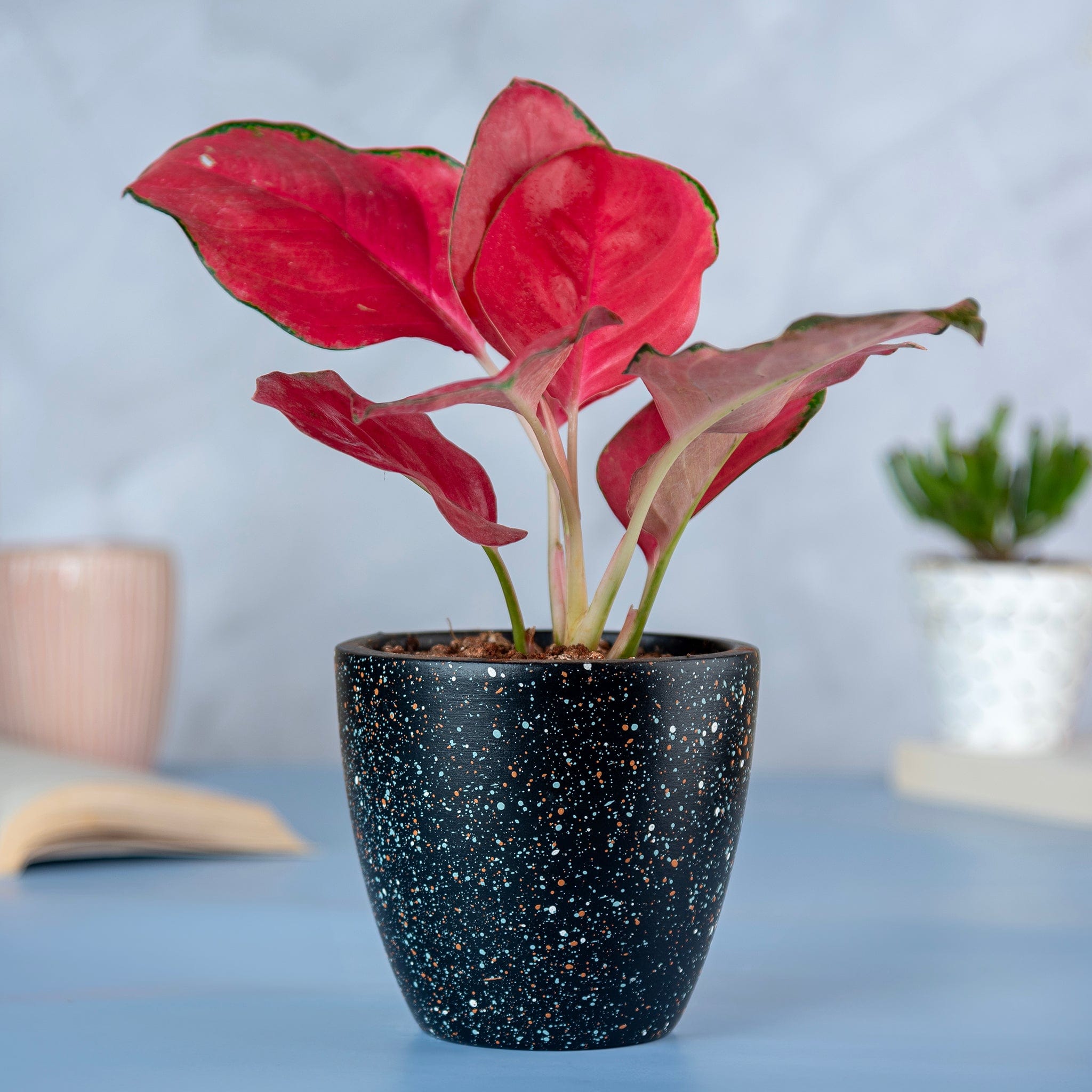 Pots & Planters 'Galaxy' Black Terracotta Planter artmansha