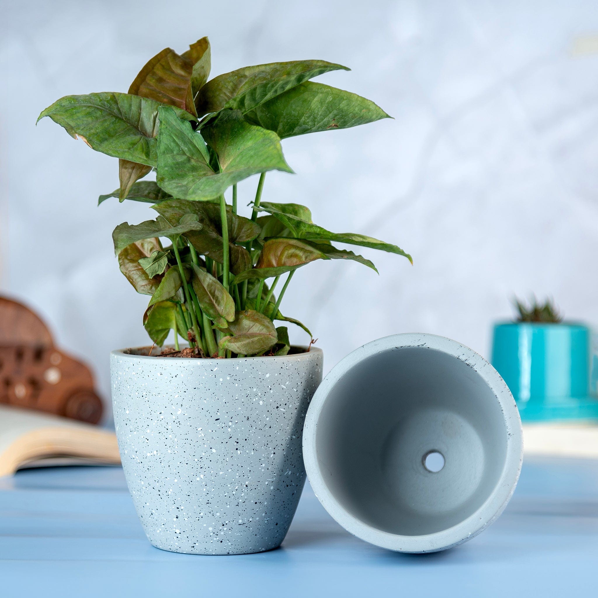 Pots & Planters 'Galaxy' Grey Terracotta Planter artmansha