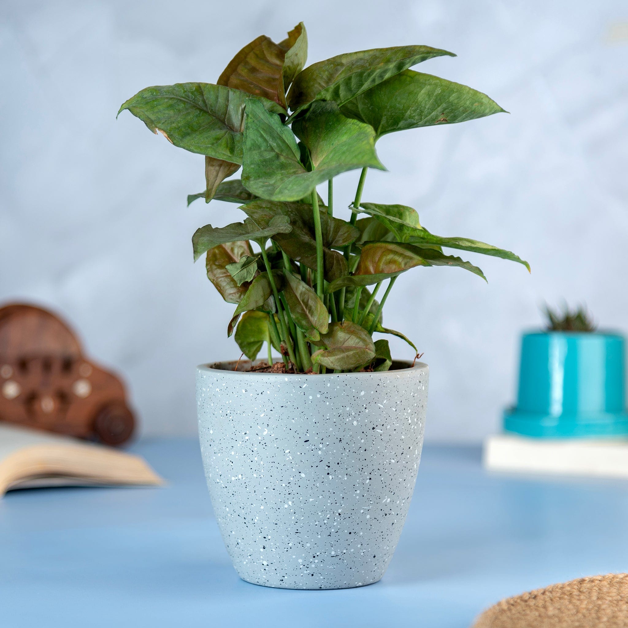 Pots & Planters 'Galaxy' Grey Terracotta Planter artmansha
