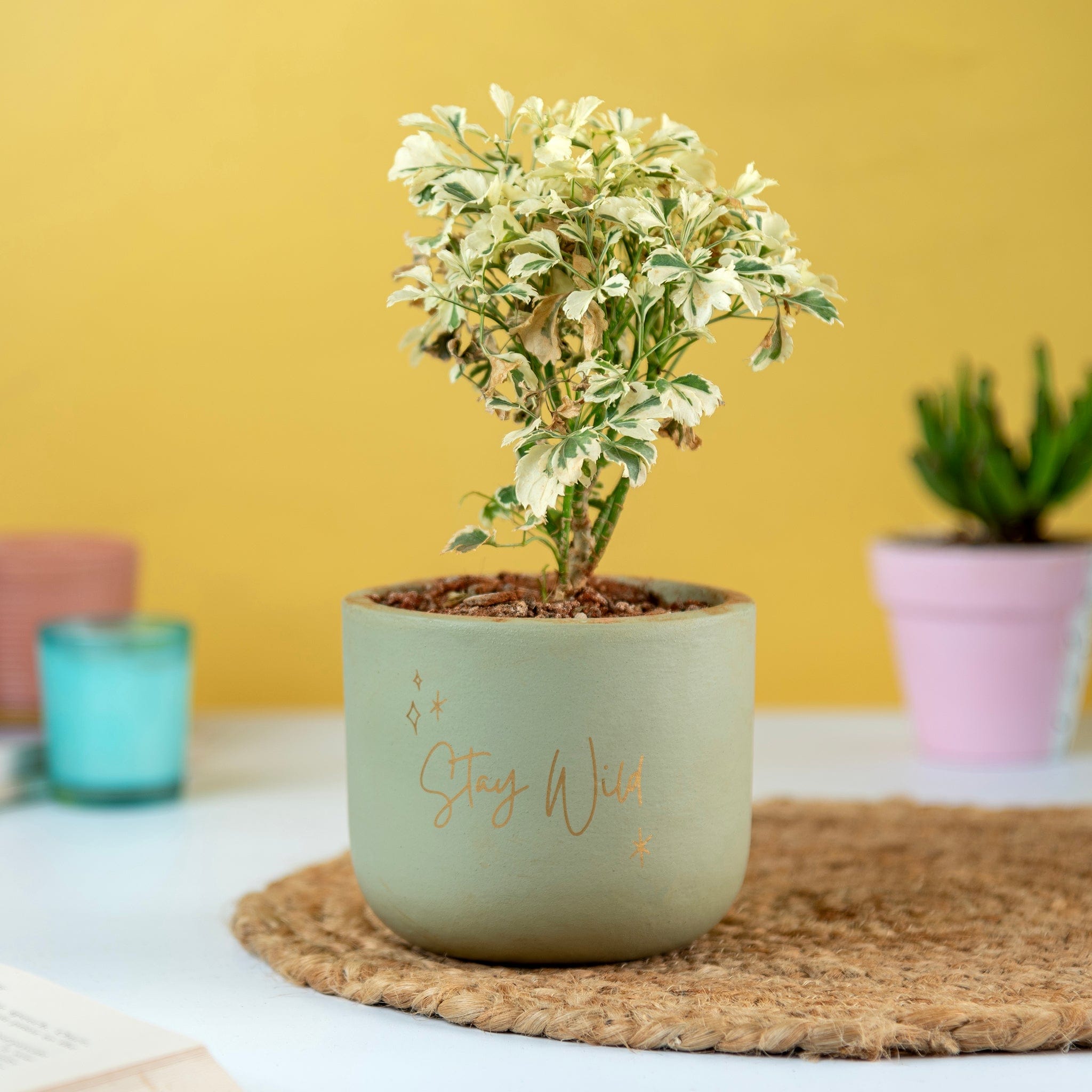 Pots & Planters 'Stay Wild' Terracotta Planter artmansha