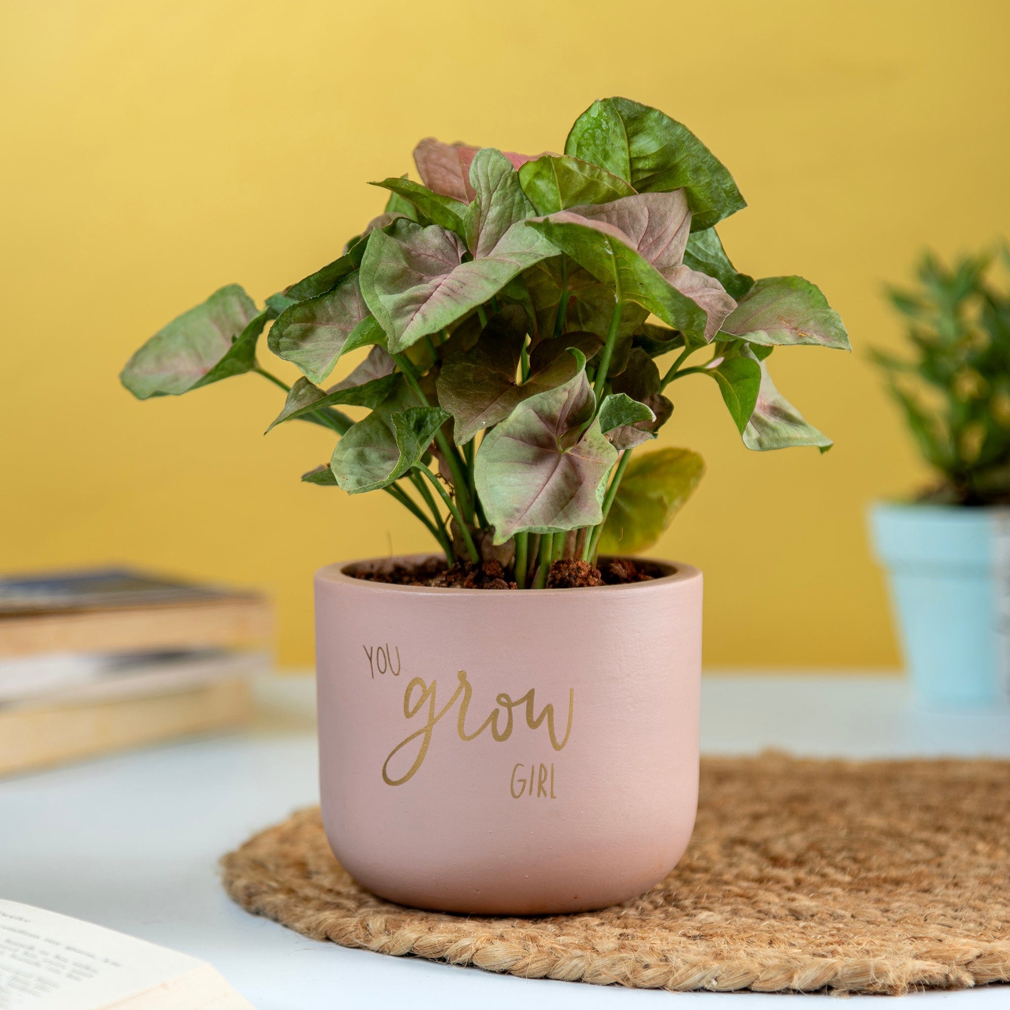 Pots & Planters 'You Grow Girl' Terracotta Planter artmansha